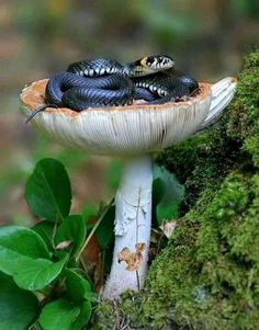 a black and white snake sitting on top of a mushroom covered in mossy leaves