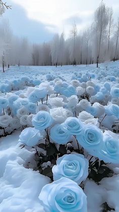 snow covered flowers in the middle of a field