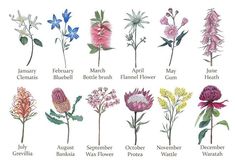 an image of wildflowers and their names in english on a white paper background