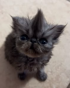 a small gray kitten sitting on top of a floor