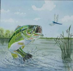 a painting of a large mouth bass jumping out of the water to catch a fly