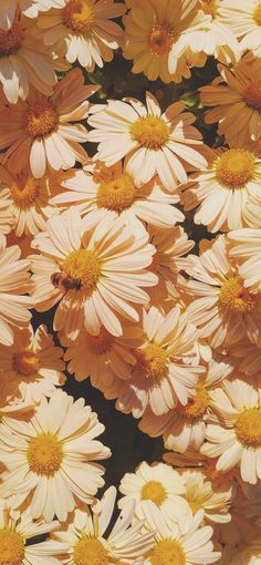 many yellow and white daisies are in the middle of this photo, with one large flower on it's side