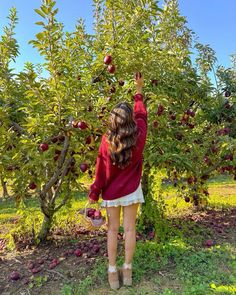 a woman picking apples from an apple tree