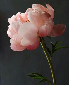 a pink flower in a vase on a table