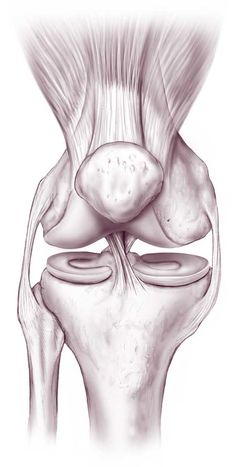 Knee Joint Anatomy, Function and Problems Knee Rehab Exercises, Knee Anatomy, Anatomy Pictures, Knee Rehab, Leg Anatomy, Anatomy Tattoo, Rehab Exercises, Knee Problem