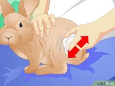 a rabbit is being held by someone's hand with an arrow pointing to it