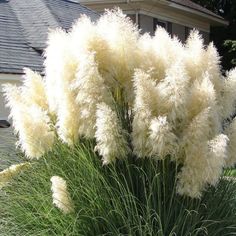 some very pretty white flowers in front of a house