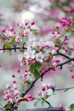 pink flowers are blooming on the branch of a tree