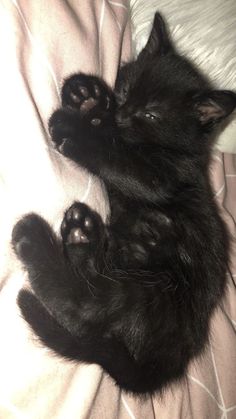 a small black kitten laying on top of a bed