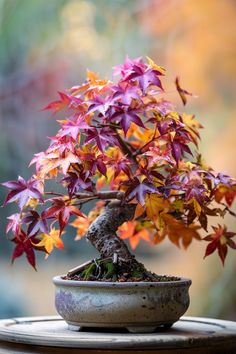 a bonsai tree with red and yellow leaves