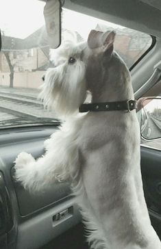 a white dog standing on its hind legs in a car