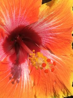 an orange and pink flower with yellow stamens on it's center piece