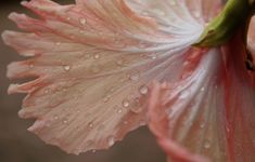 a pink flower with water droplets on it