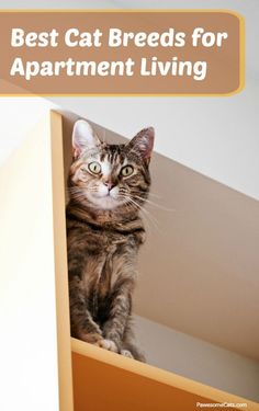 a cat sitting on top of a shelf with the caption best cat breeds for apartment living