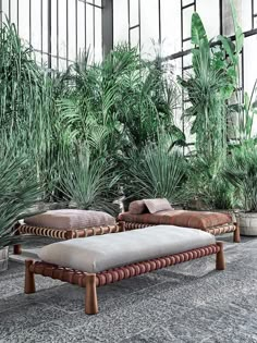 an indoor area with plants and couches