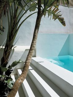 a palm tree sitting next to a swimming pool in a house with white walls and concrete steps