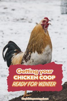 a rooster standing on top of a pile of dirt with the words getting your chicken coop ready for winter