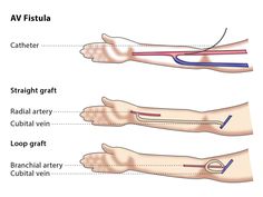 the different types of veins and their functions