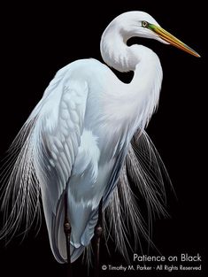 a painting of a white bird with long feathers