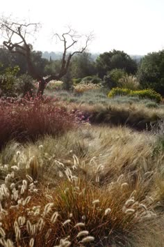 the grass is blowing in the wind