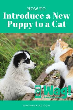 two cats playing with each other in front of the words how to introduce a new puppy to a cat