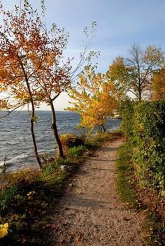 a path that is next to the water with trees on both sides and leaves all over it