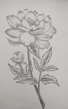 a pencil drawing of a flower with leaves