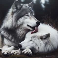 two gray and white wolfs laying on the ground with their mouths open while looking at each other