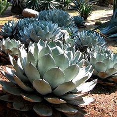 many different types of succulents in a garden