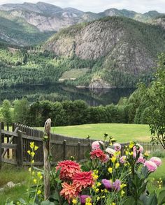 colorful flowers are in the foreground with mountains in the backgrounnds