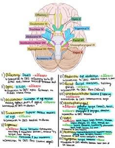 Neurology, brain anatomy, neuroscience, cranial nerve, cranial function, brain, neurology, SLP, health science, neuroeducation, biology, anatomy learning, medical student, study tips, SLP resources, grad school, notes Cns Physiology Notes, Surgeon Notes Medical Students, Immunology Study Notes, Medical Notes Study Guides, Anatomy Study Reference