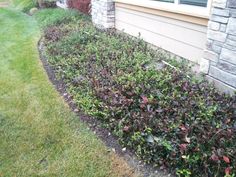 a small shrub in front of a house next to a lawn with grass and flowers