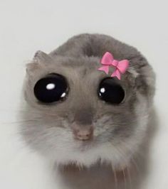 a small gray hamster with a pink bow on it's head and eyes