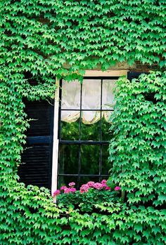 an open window covered in green ivy next to pink and purple flowers on the windowsill