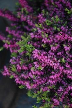 purple flowers are growing on the side of a building