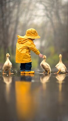 a little boy in yellow raincoat and ducklings walking on wet pavement with trees in the background