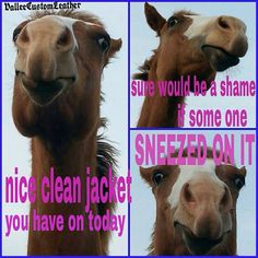 two pictures of a horse with the caption'nice clean jacket, you have on today '