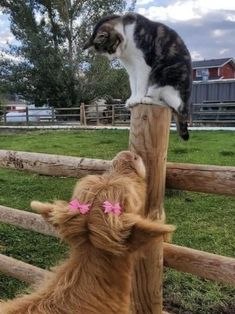 a cat sitting on top of a wooden post next to a dog in the grass