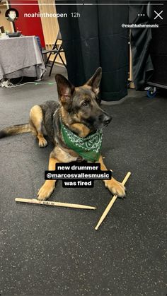 a dog is sitting on the floor next to some sticks and a sign that says, new drummers are awesome musicians