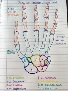 a hand diagram with numbers and symbols for each part of the hand on lined paper