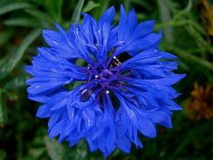 a blue flower with green leaves in the background