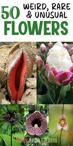 the cover of 50 weird, rare and unusual flowers