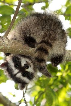 two baby raccoons hanging from a tree branch