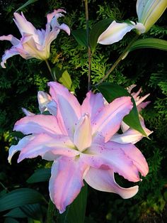 a pink and white flower in front of some green leaves on a tree branch at night