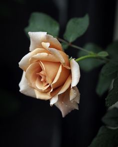 an orange rose with green leaves in the background