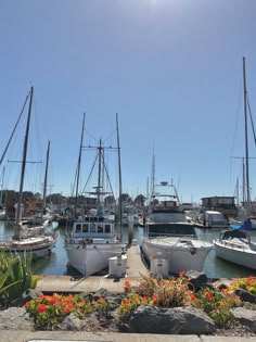 several boats are docked in the water near some rocks and flowers with bright sun shining on them