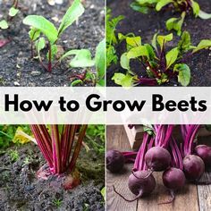 four different pictures of beets growing in the ground, with text overlay that says how to grow beets