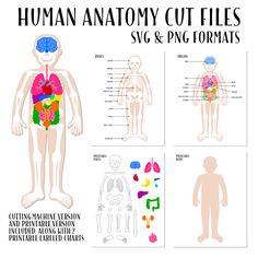 the human anatomy cut files are shown in three different sections, including organs and bones