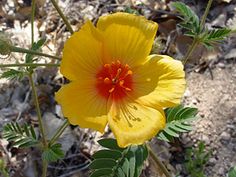 a close up of a yellow flower with red stamen