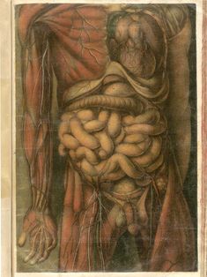 an image of a drawing of the human body